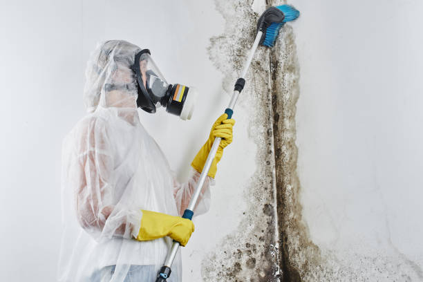 Best Post-Flood Mold Remediation in Basalt, CO